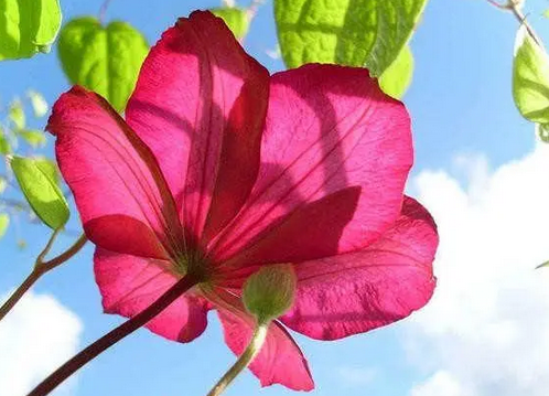 新手做菜100个常识